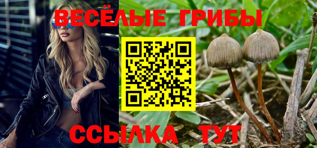 Камень-на-Оби  Псилоцибиновые грибы GOLDEN TEACHER  Вход с VPN 
